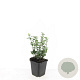 Euonymus fort. 'Emerald Gaiety' GM P9
