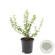 Euonymus fort. 'Emerald 'n' Gold' GM C1.3