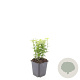 Euonymus fort. 'Emerald 'n' Gold' GM P9