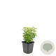 Euonymus fort. 'Emerald 'n' Gold' GM P9