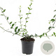 Euonymus fort. 'Tustin' GM C1.3