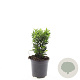 Euonymus jap. 'Green Spire' GM C1.3