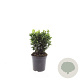 Euonymus jap. 'Green Spire' GM C1.3