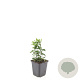 Euonymus jap. 'Green Spire' GM P9