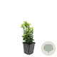 Euonymus jap. 'Green Spire' GM P9