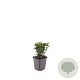 Euonymus jap. 'Green Spire' GM P9