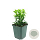 Euonymus jap. 'Green Spire' GM P9