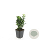 Euonymus jap. 'Green Spire' GM P9