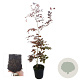 Fagus syl. 'Atropunicea' 100-125 cm 4,5L