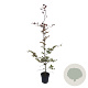 Fagus syl. 'Atropunicea' 100-125 cm 4,5L