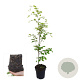Fagus sylvatica 80-100 cm 2,5L