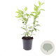 Forsythia int. 'Spectabilis' GM C1.3