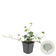 Hedera hel. 'Woerner' GM P9
