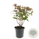 Hypericum andr. 'Albury Purple' GM C1.3