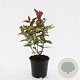 Hypericum andr. 'Albury Purple' GM C1.3