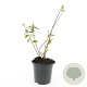 Hypericum dummeri 'Peter Dummer' GM C1.3