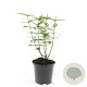 Hypericum i. 'Autumn Blaze' GM C1.3