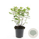 Hypericum i. 'Annebel' GM C1.3