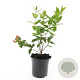 Hypericum i. 'Annebel' GM C1.3