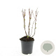 Hypericum i. 'Beauty' GM C1.3