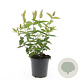 Hypericum i. 'Beauty' GM C1.3