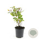 Hypericum i. 'Excellent Flair' GM C1.3