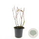 Hypericum i. 'Excellent Flair' GM C1.3