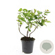 Hypericum i. Magical Beauty GM C1.3