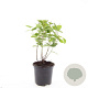 Hypericum i. Magical Beauty GM C1.3