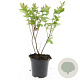 Hypericum i. Magical Beauty GM C1.3