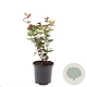 Hypericum i. Magical Black GM C1.3