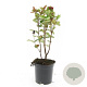 Hypericum i. Magical Red GM C1.3