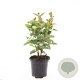 Hypericum i. Magical Red GM C1.3
