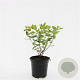 Hypericum i. Magical Sunshine GM C1.3