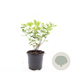 Hypericum i. Magical Sunshine GM C1.3