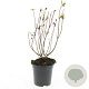 Hypericum i. 'Orange Flair' GM C1.3