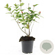 Hypericum i. 'Orange Flair' GM C1.3