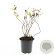 Hypericum i. 'Rheingold' GM C1.3