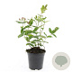 Hypericum i. 'Rheingold' GM C1.3