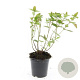 Hypericum i. 'Rheingold' GM C1.3