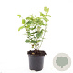 Hypericum i. 'Rheingold' GM C1.3