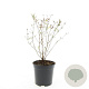 Hypericum kalmianum 'Gemo' GM C1.3