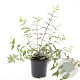 Hypericum moser. 'Tricolor' GM C1.3