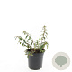 Hypericum moser. 'Tricolor' GM C1.3
