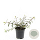 Hypericum moser. 'Tricolor' GM C1.3