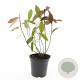 Itea virginica 'Henry's Garnet' GM C1.3