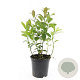 Itea virginica GM C1.3