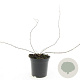 Kolkwitzia amabilis GM C1.3