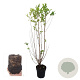 Ligustrum ovalifolium 80-100 cm 2,5L