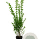 Ligustrum ovalifolium 80-100 cm 4,5L
